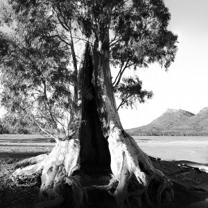 Alone - Cazneaux Tree
